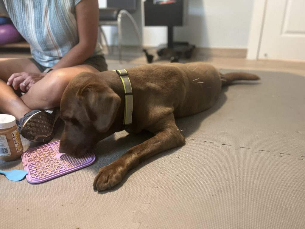 My friendly Vet Gunner