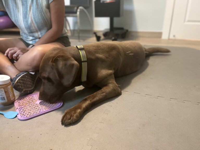 My friendly Vet Gunner