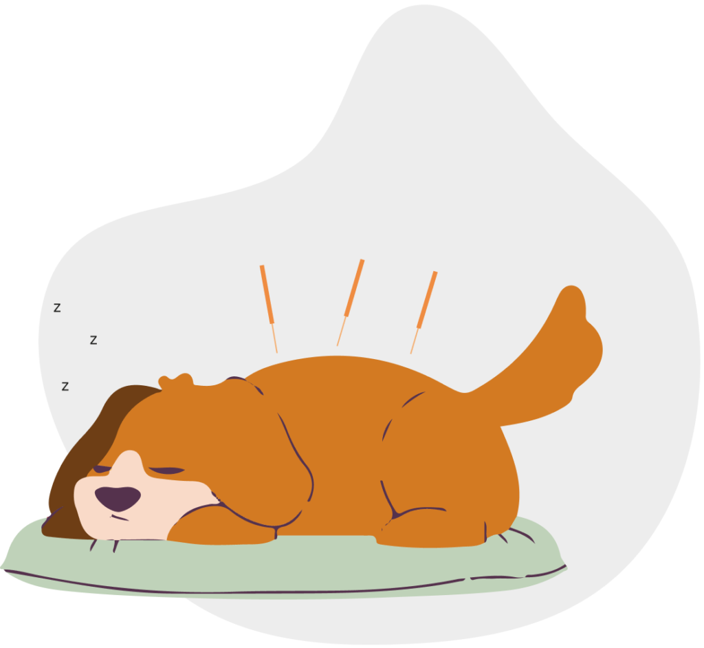 My Friendly Vet services