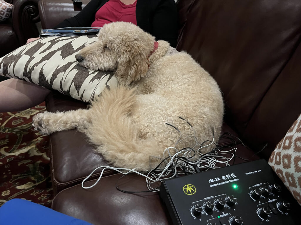 My Friendly Vet services