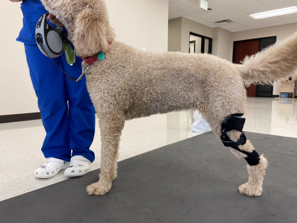 My Friendly Vet services