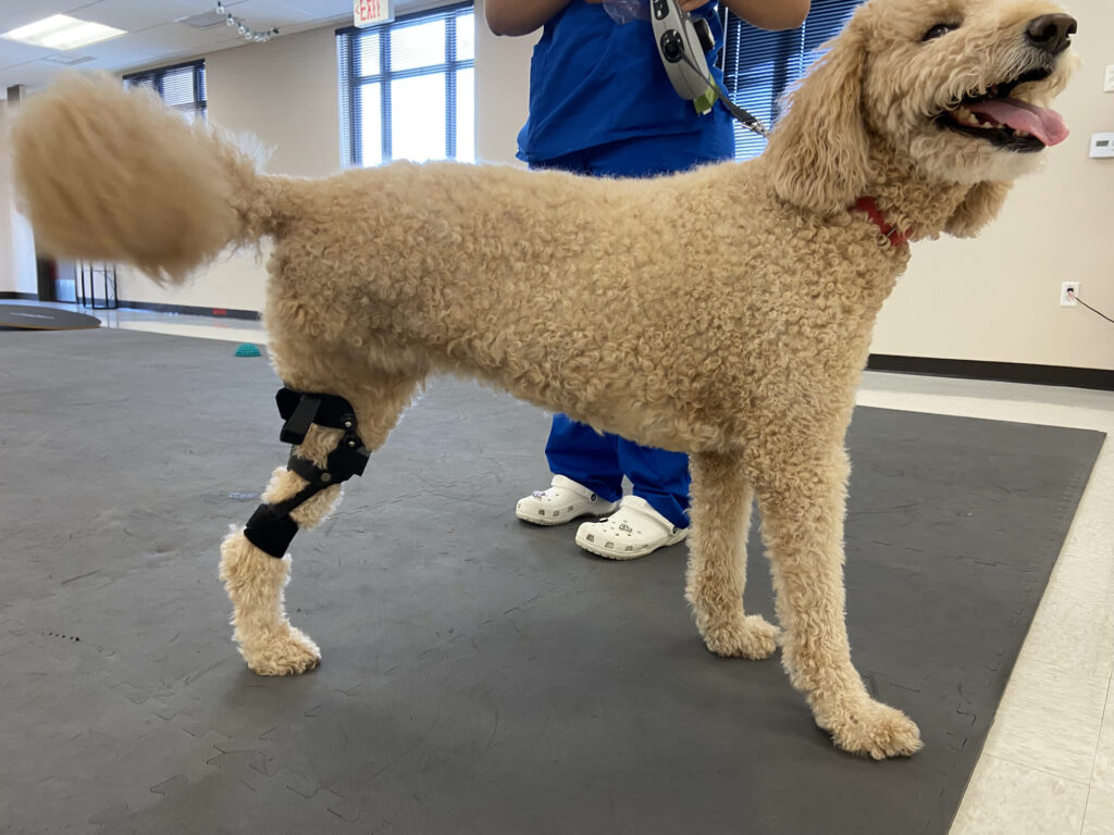 My Friendly Vet services