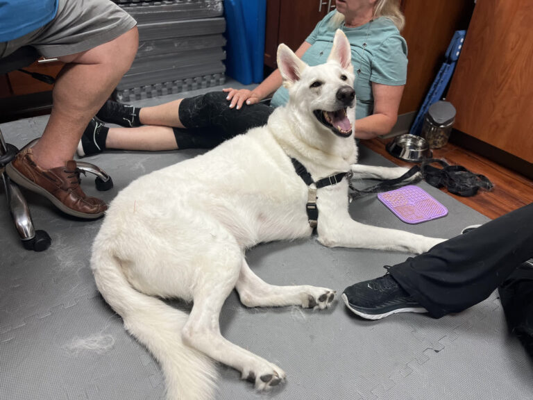 Cases My friendly vet