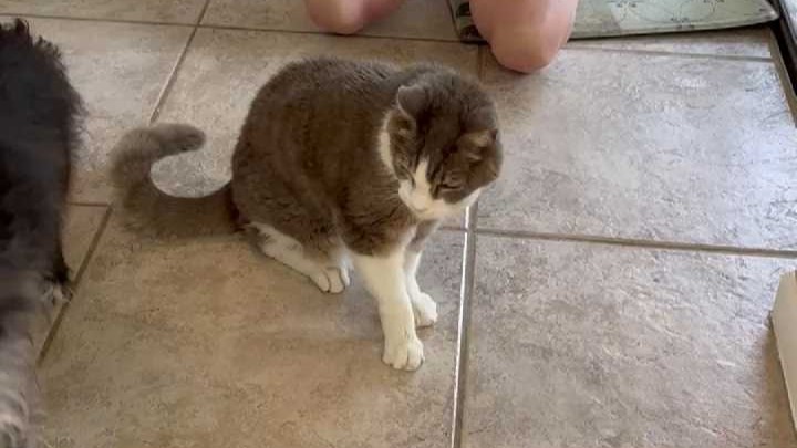 My Friendly Vet services