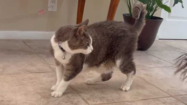 My Friendly Vet services