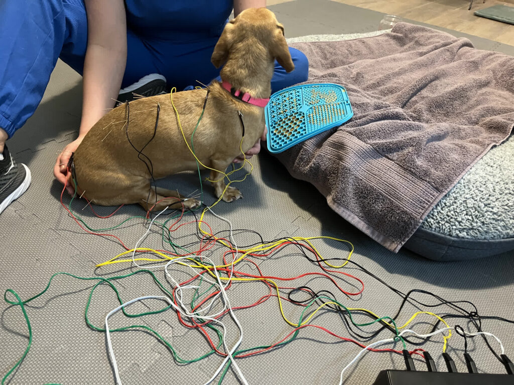 Cases My friendly vet