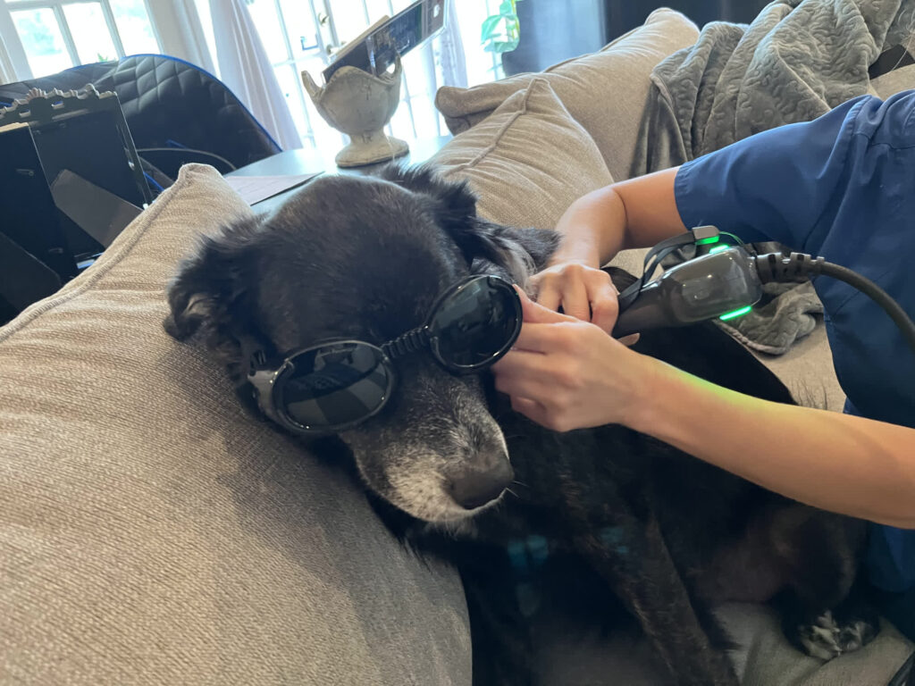 Cases My friendly vet