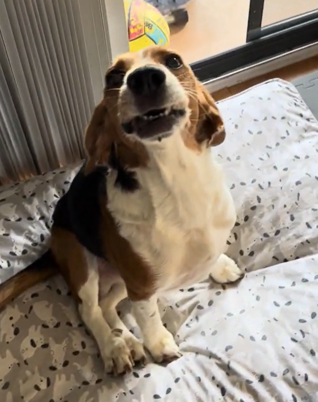 Cases My friendly vet