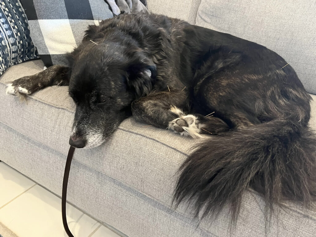 Cases My friendly vet