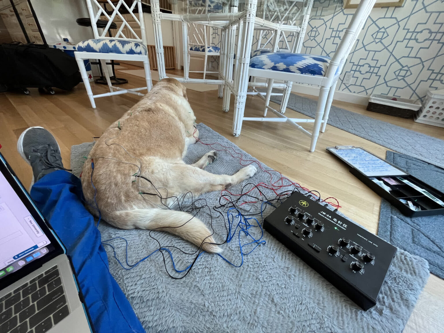 Gallery acupuncture pet my friendly vet