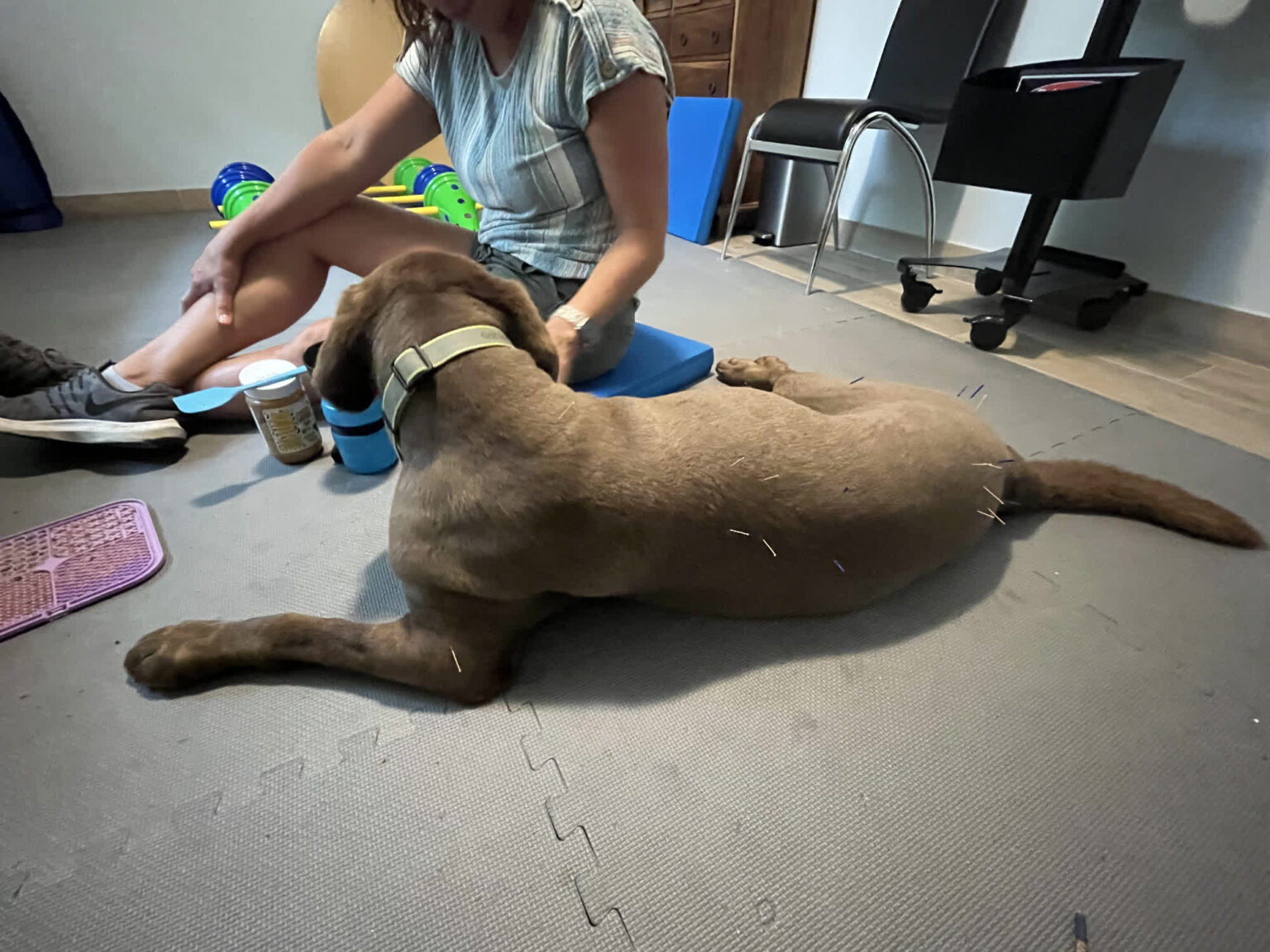 Gallery acupuncture pet my friendly vet