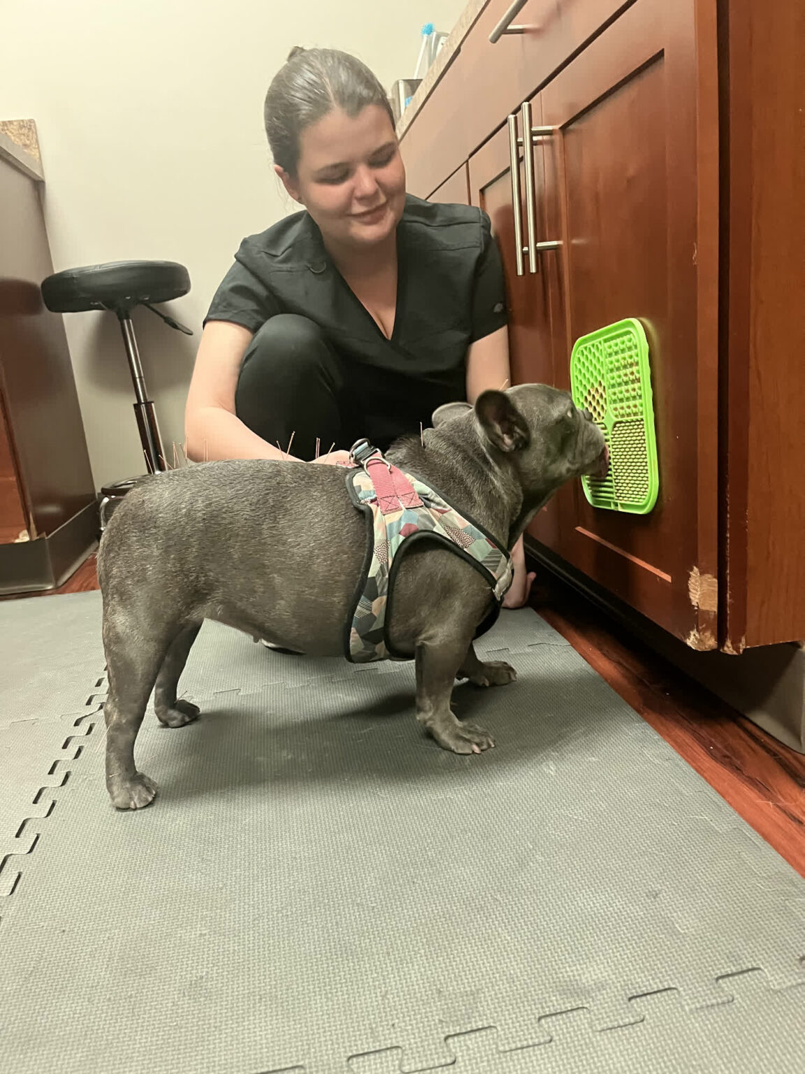 Gallery acupuncture pet my friendly vet