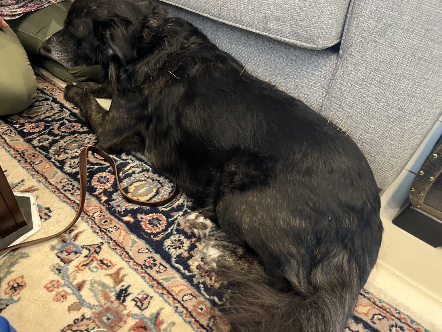 Gallery acupuncture pet my friendly vet