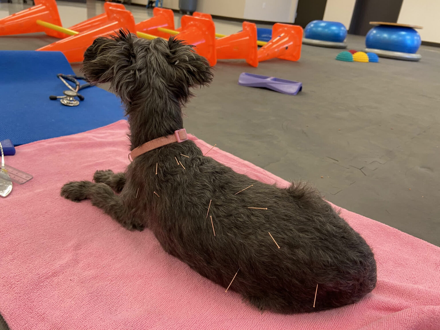 Gallery acupuncture pet my friendly vet