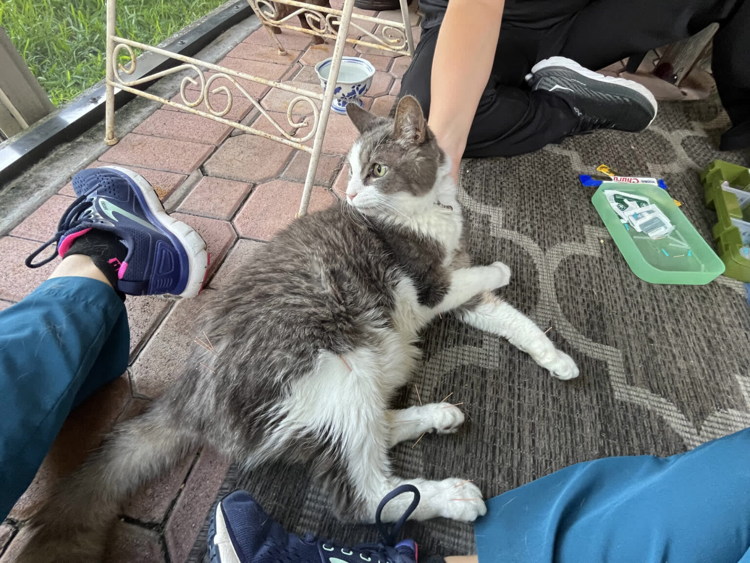 Gallery acupuncture pet my friendly vet