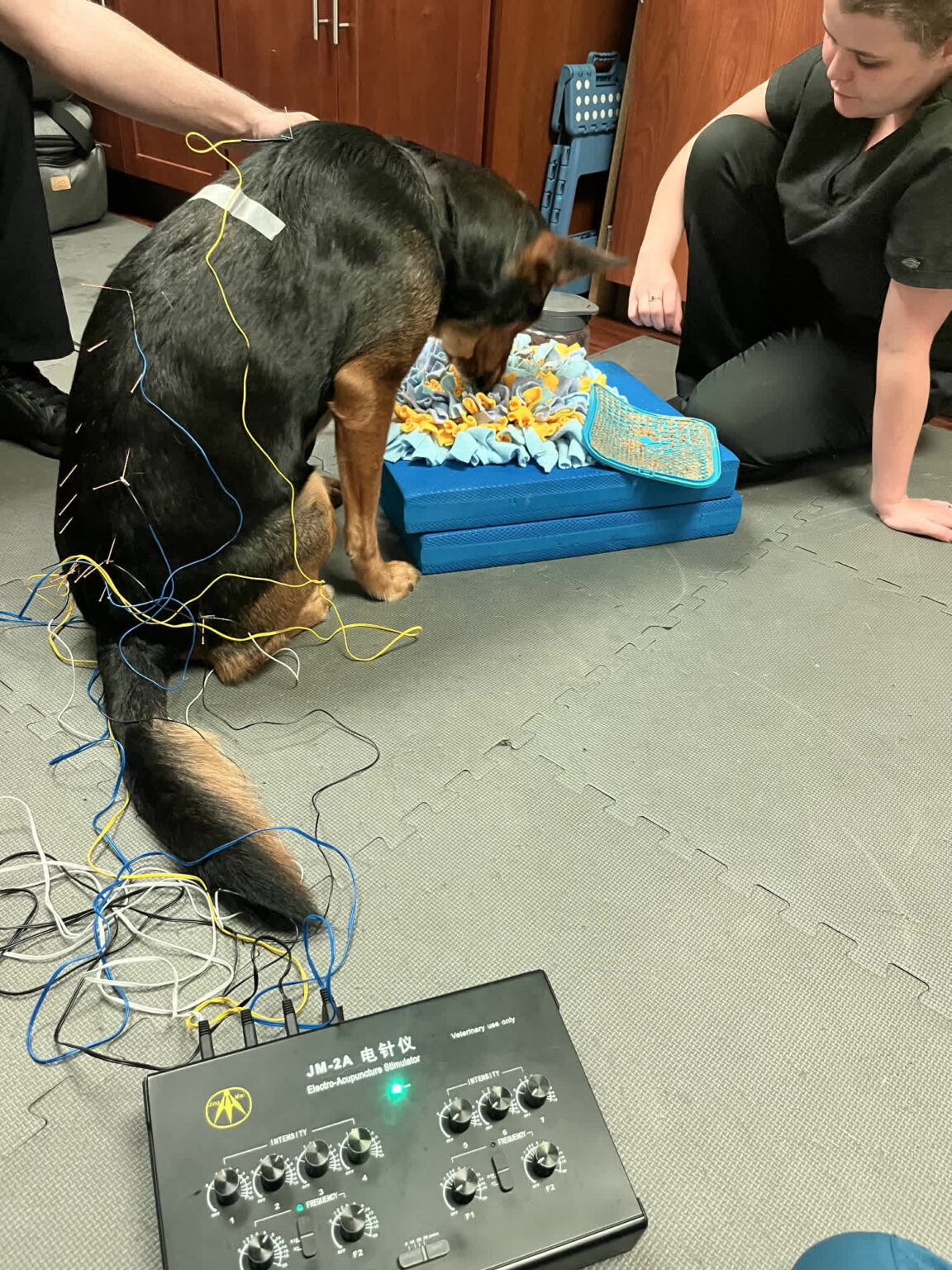 Gallery acupuncture pet my friendly vet