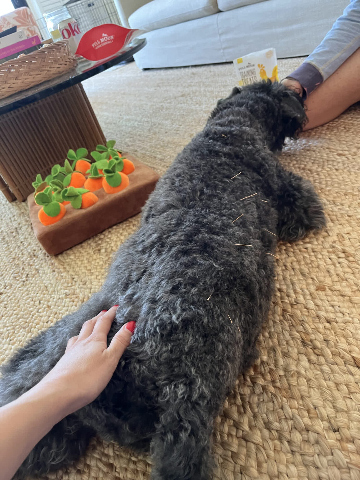 Gallery acupuncture pet my friendly vet