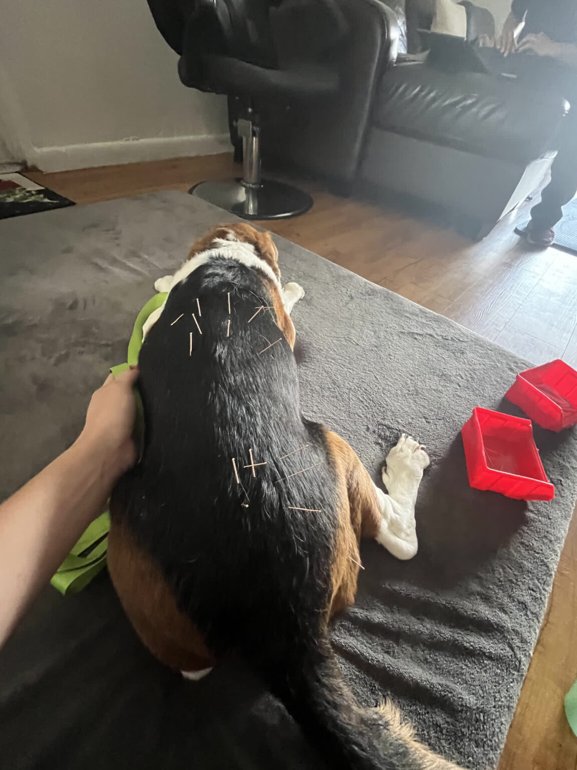 Gallery acupuncture pet my friendly vet