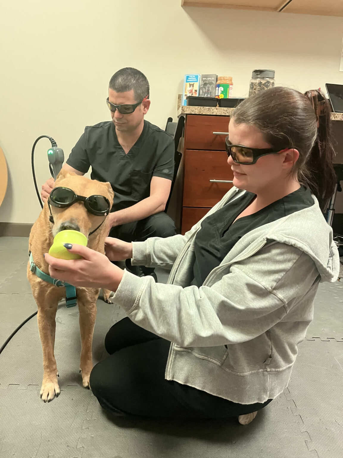 Gallery rehabilitation pet my friendly vet