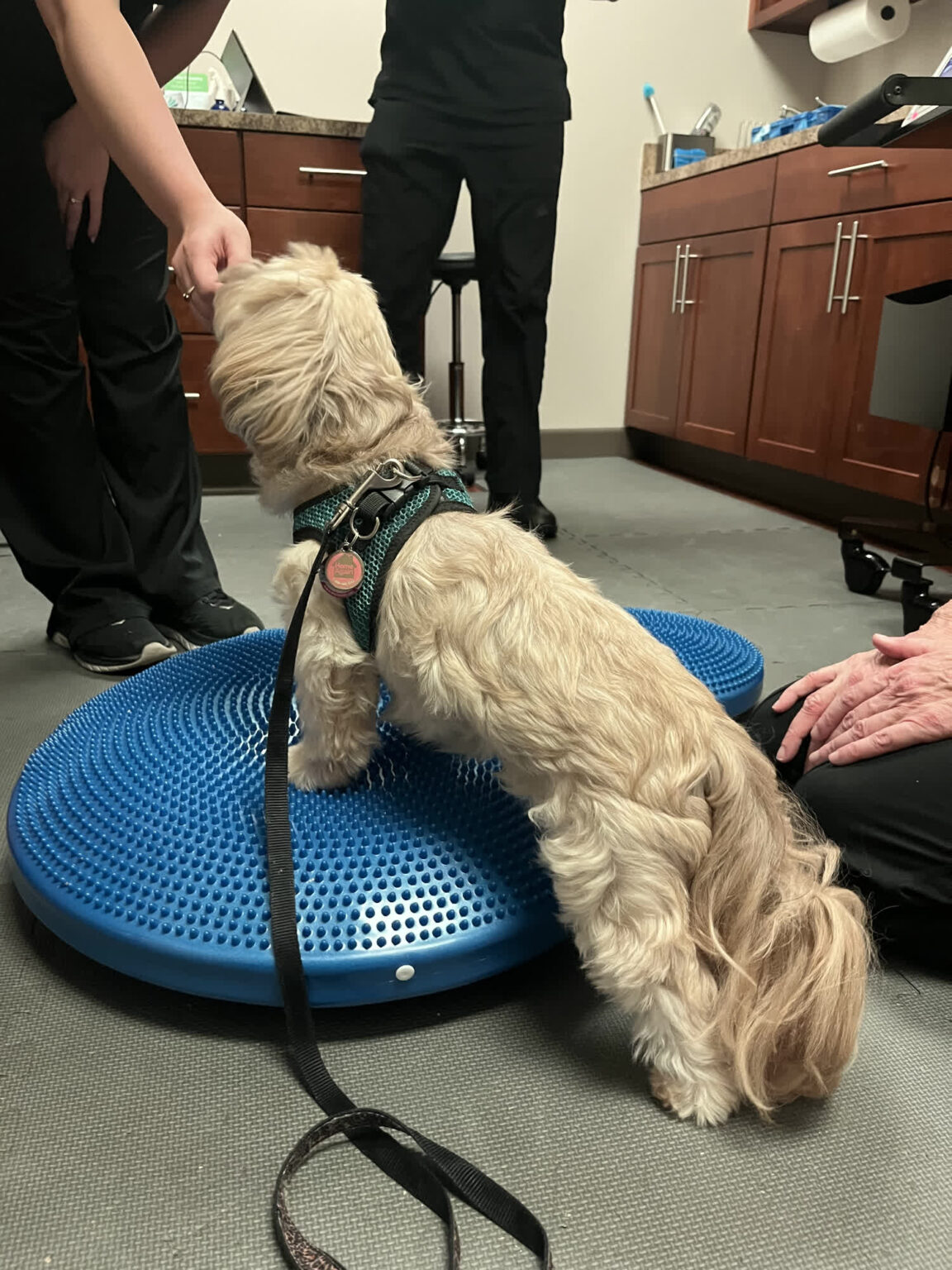 Gallery rehabilitation pet my friendly vet