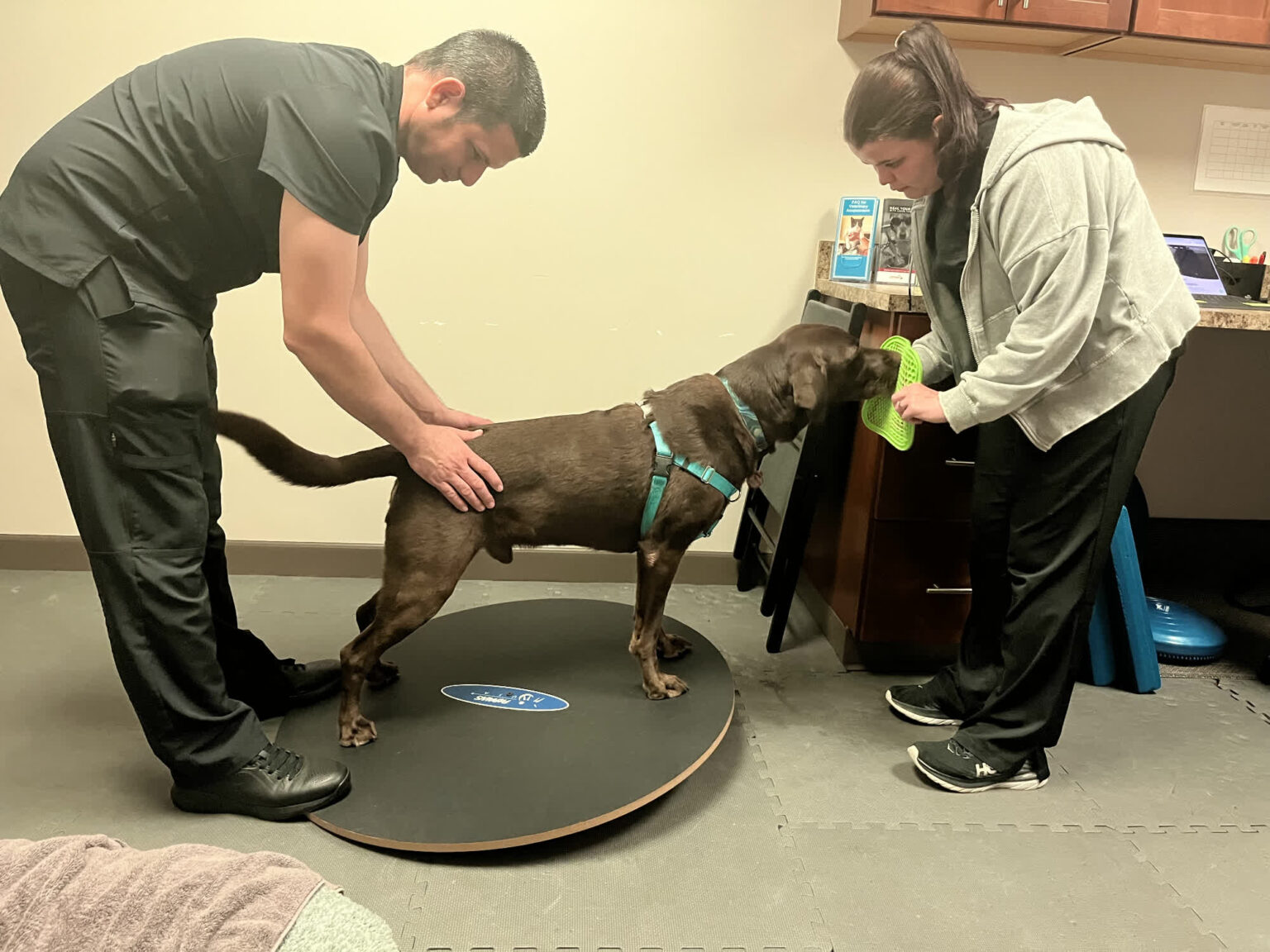 Gallery rehabilitation pet my friendly vet